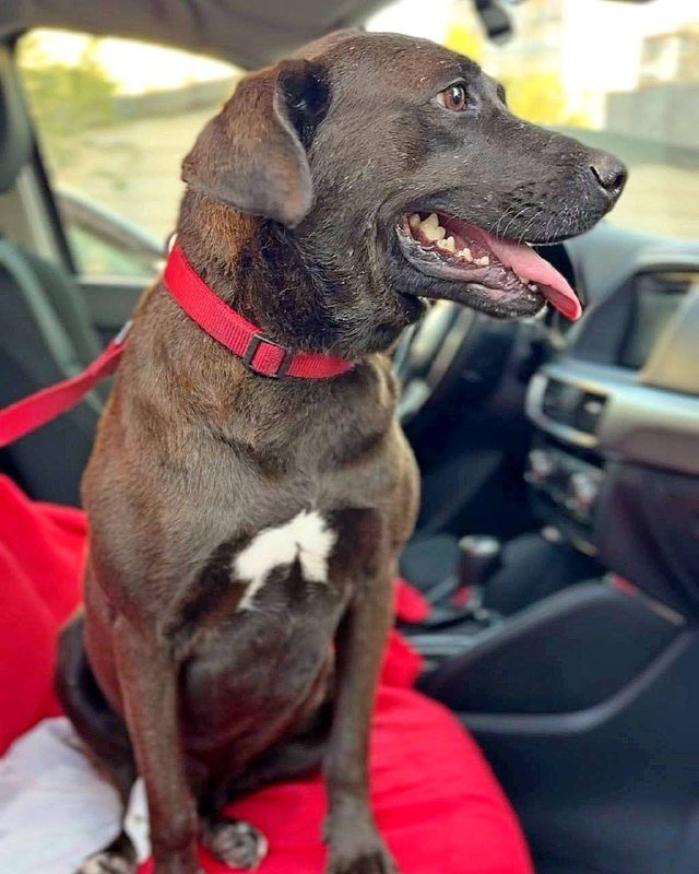 Пёс Тотоша метис лабрадора ищет семью