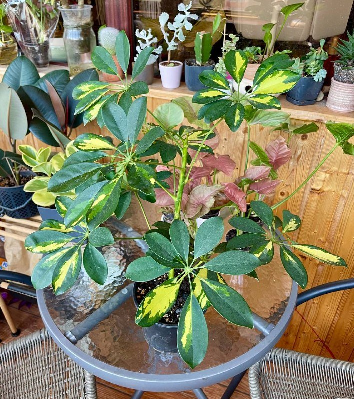 Шефлера вариегатная домашнее растение