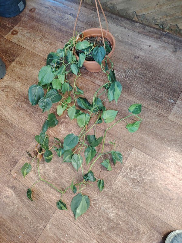 Драцена, алоказия, филодендрон Бразил 3