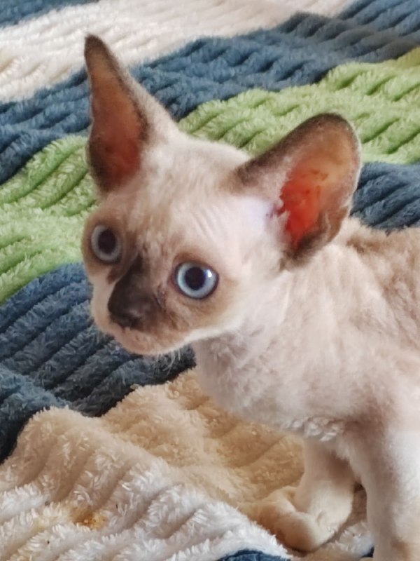 Котята Девон 2