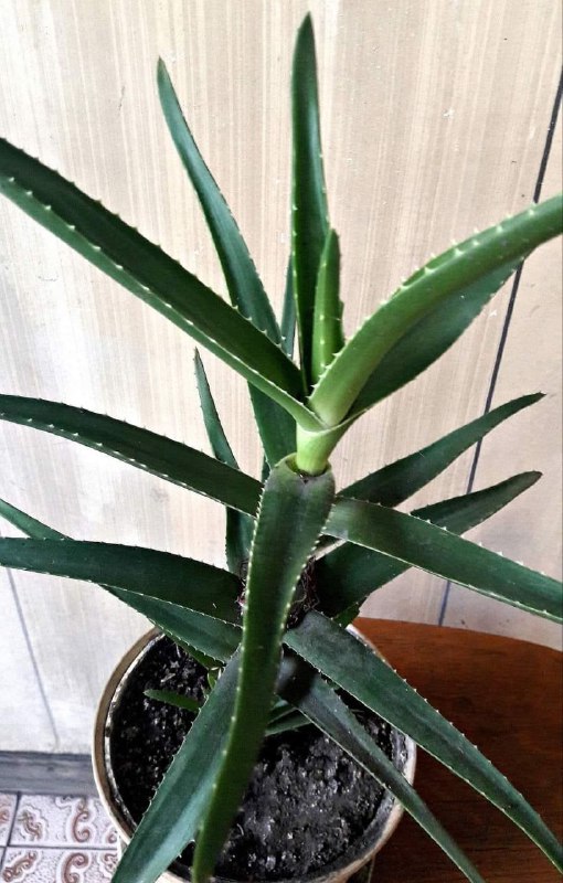 Aloe vera plant