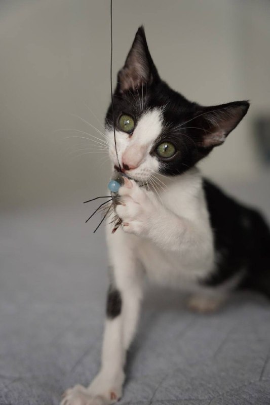 Котята 3 месяца ищут дом 3