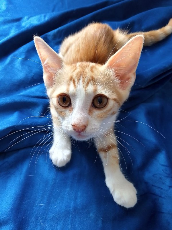 Котенок рыжий Лучик ищет дом 3