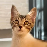 Кошка Белка ищет дом 4