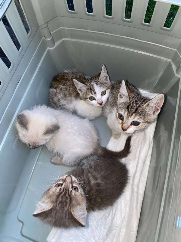 Котята 1,5 месяца в дар