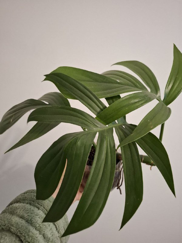 Суккуленты, монстеры разных размеров 4