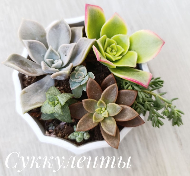 Традесканция, Суккуленты, Декабрист, Красула Голлум 2