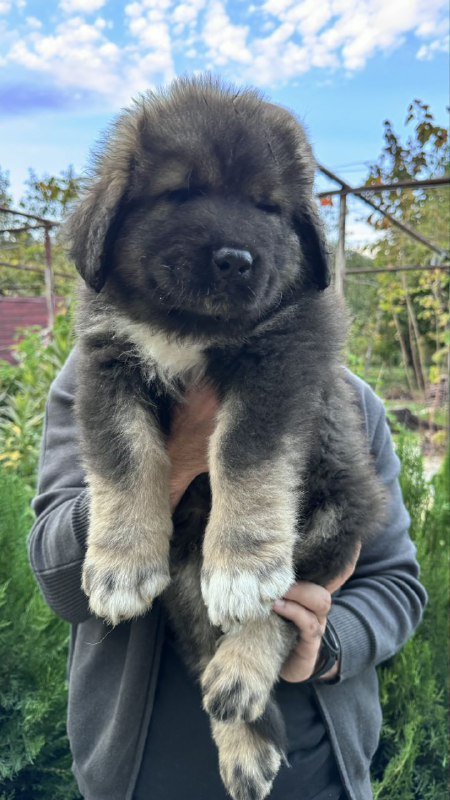 Щенки кавказской овчарки сертифицированные 2