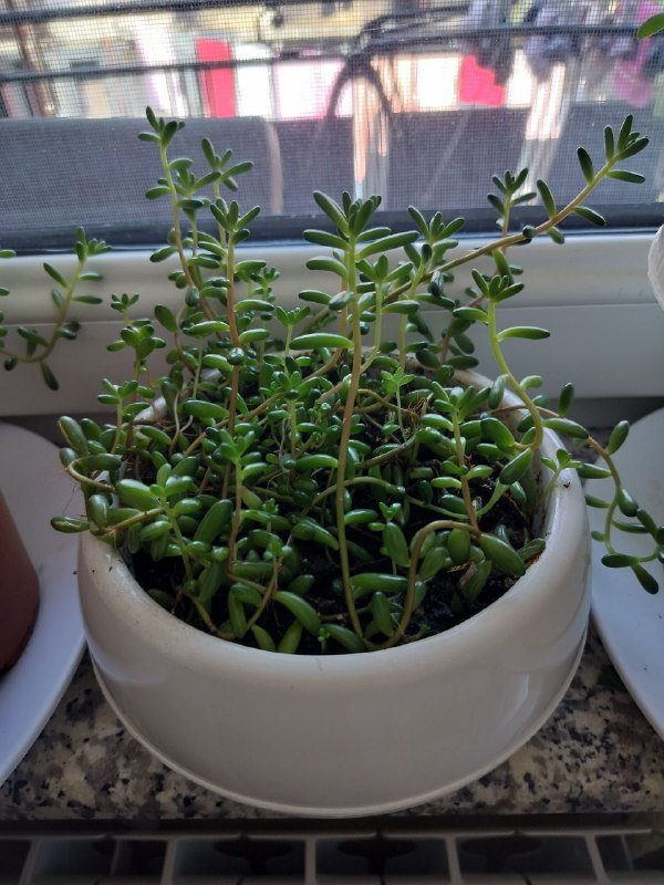 Каллизия ползучая, Пеперомия, Декабрист, Толстянка, Очиток краснокрашеный большой, Очиток маленький 5