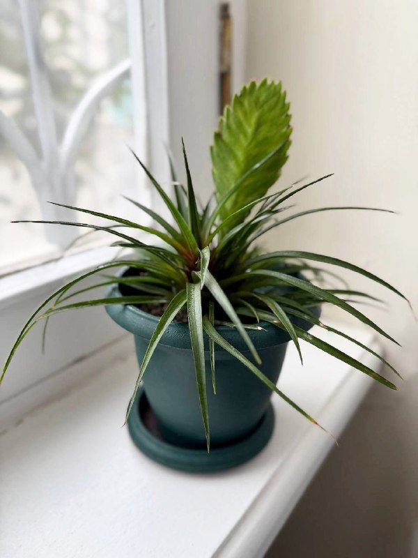 Комнатные цветы с горшками Фикус, Авокадо, Пальма, Вриезия, Гипоэстес 5