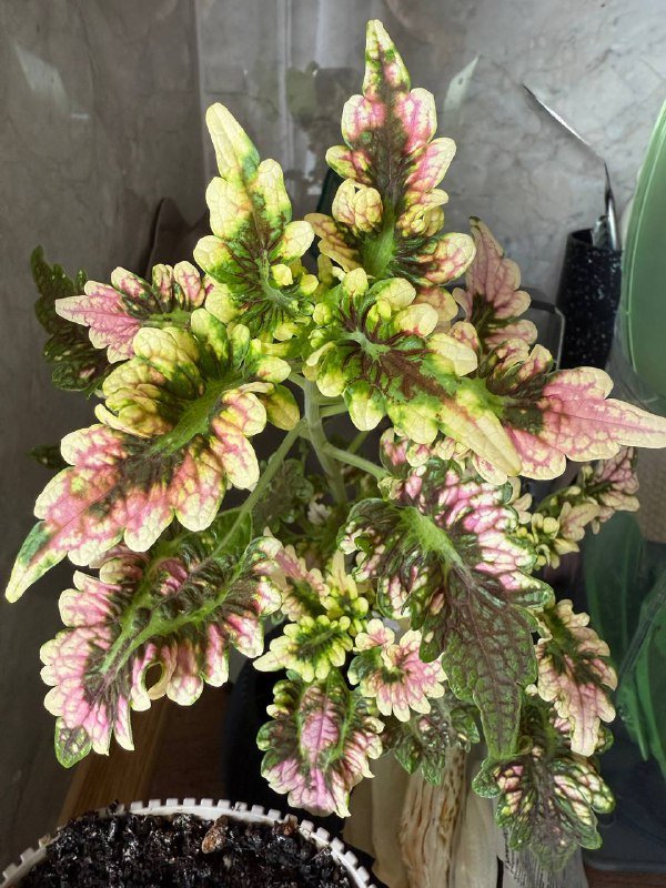 Домашние растения гибазис, традесканция, каллизия, колоказия, суккуленты, кактус, черенки хлорофитум, колеус 2