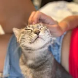 Кошка Смоки, 9 месяцев 3