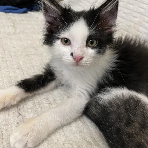 Котёнок Коля