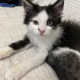 Котёнок Коля 1