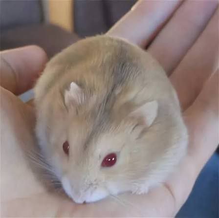 Хомячок Кэмпбелл с клеткой