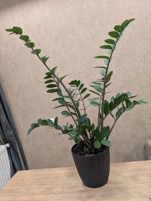 Замиокулькас растение, керамическое кашпо