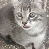 Котята 4
