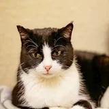 Кошка Николь 2