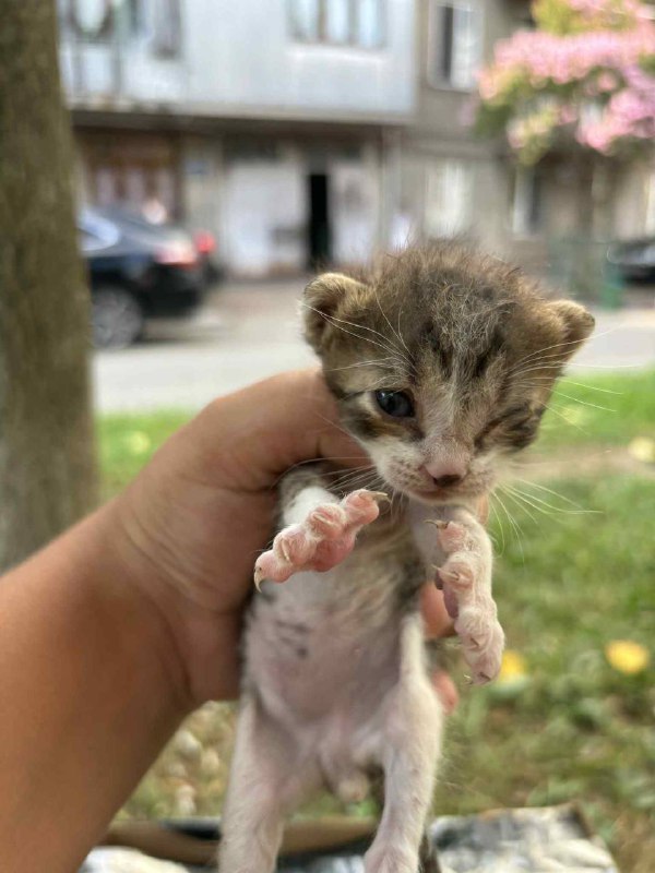Новорожденные котята ищут дом 2