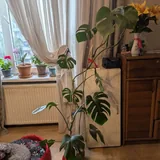 Монстера 1