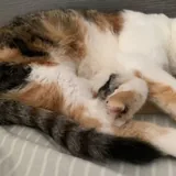 Кошка Курага ищет дом 5