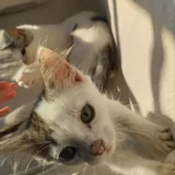 Два котенка 3