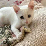 Котёнок Шмупсик 2