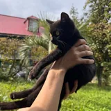Котёнок ищет новый дом 4