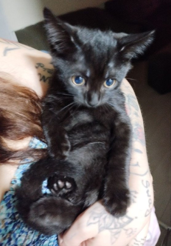 Котята 3.5 месяца для приюта 3