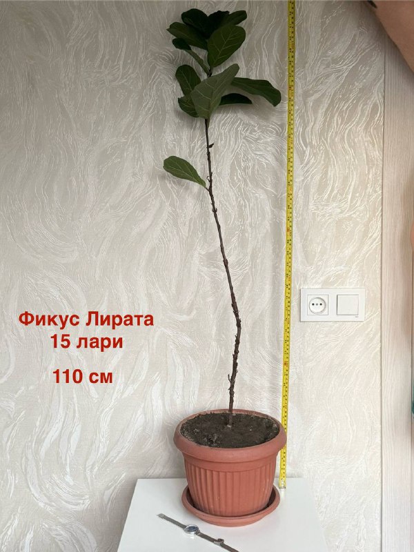 Комнатные растения Авокадо, Гибискус, Фикус, Спатифиллум, Сансевиерия 5