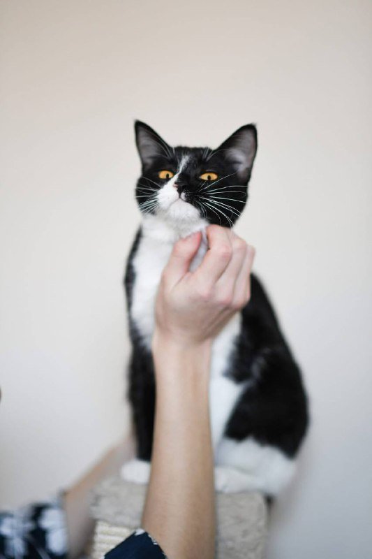 Котенок Малифисента 7 мес стерилизована вакцинирована 9