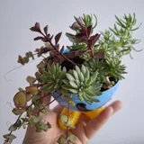 Комнатные растения, суккуленты, каллизия, крестовник, кислица 5