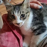 Котята в добрые руки 3