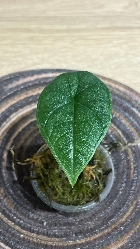 Алоказии и Бегония амфиоксус для продажи 4