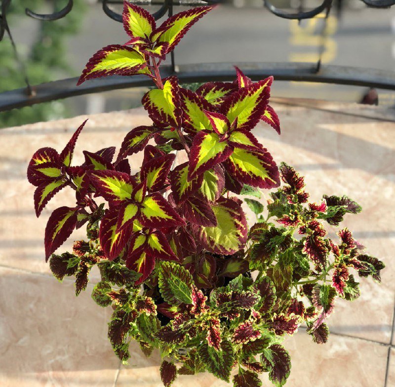 комнатное растение колеус два вида вместе 2