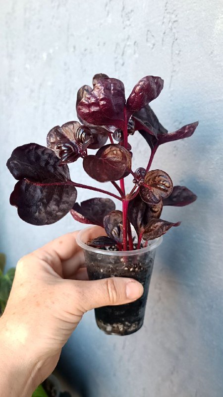 Ирезине малиновый, Традесканция Элеганс растения цветы 2