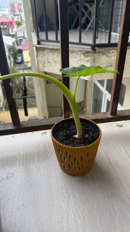 Комнатные растения в горшках 4