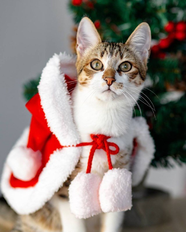 Котёнок Веня для нового дома