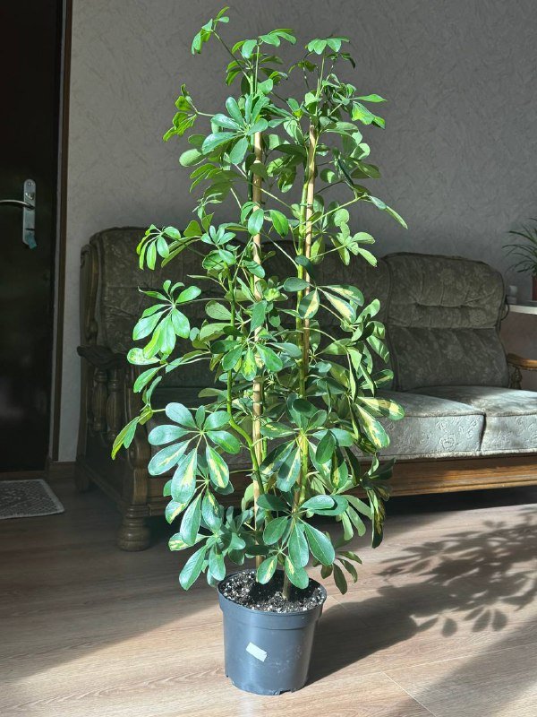 Шеффлера 130 см с пышной кроной