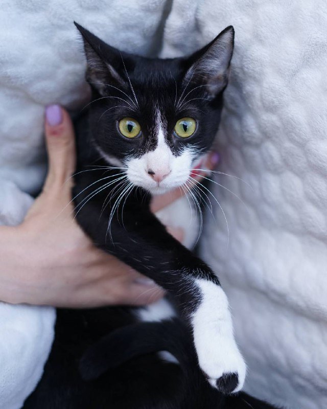 Котенок Вишенка для принятия в семью 5