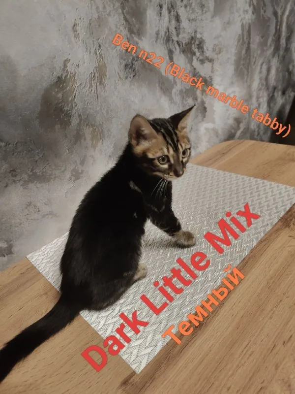 Бенгальские котята 1