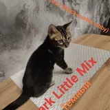 Бенгальские котята 1