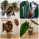 Комнатные растения 3