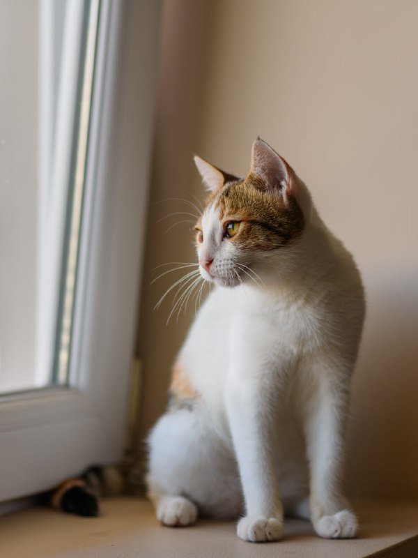 Кошечка Эльза для домашнего питомца