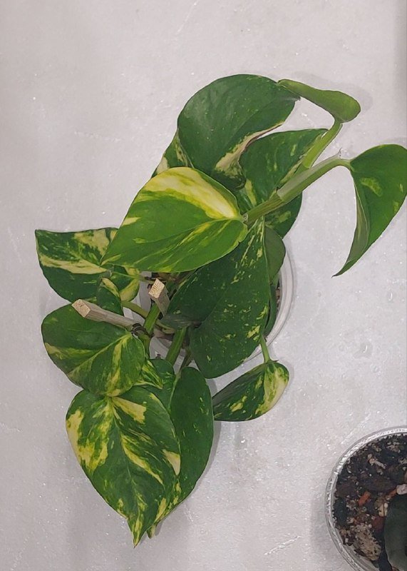 Комнатные растения 7