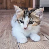 Трёхцветная кошечка Тэйси 2