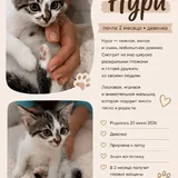 Котята 3