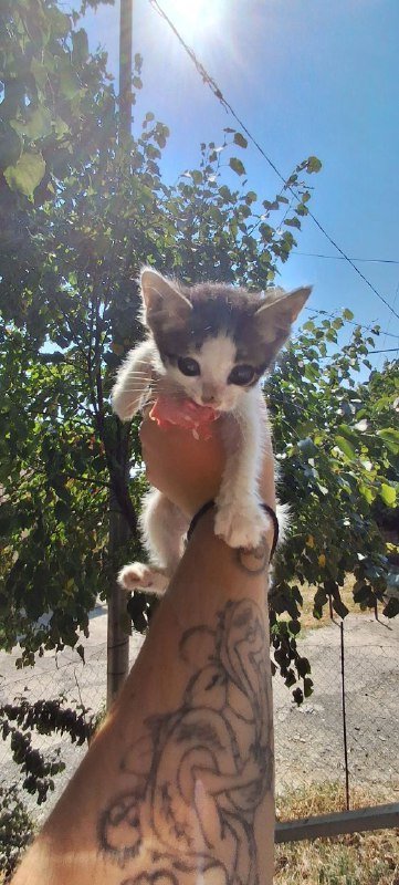 Котенок Микроба для добрых рук