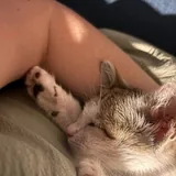 Котенок в добрые руки 3