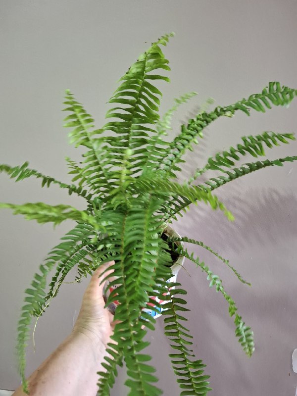 Фикусы, клеродендрум, папоротник, бегония, колеус, традесканция, марана с горшком 3